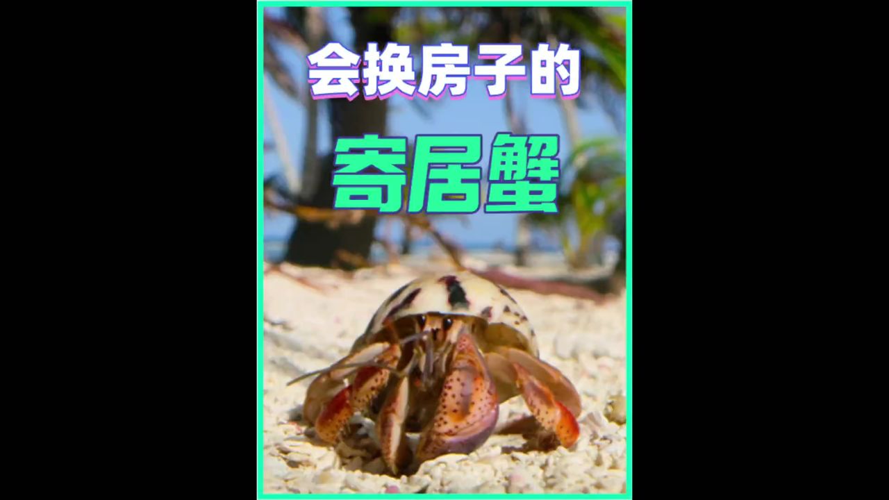 你们见过会自己换房子的寄居蟹吗?