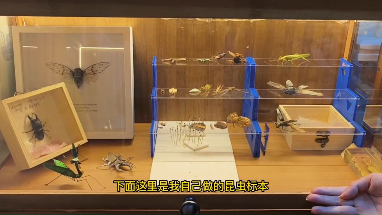 小金的家庭实验室——制作昆虫标本_高清1080P在线观看平台_腾讯视频