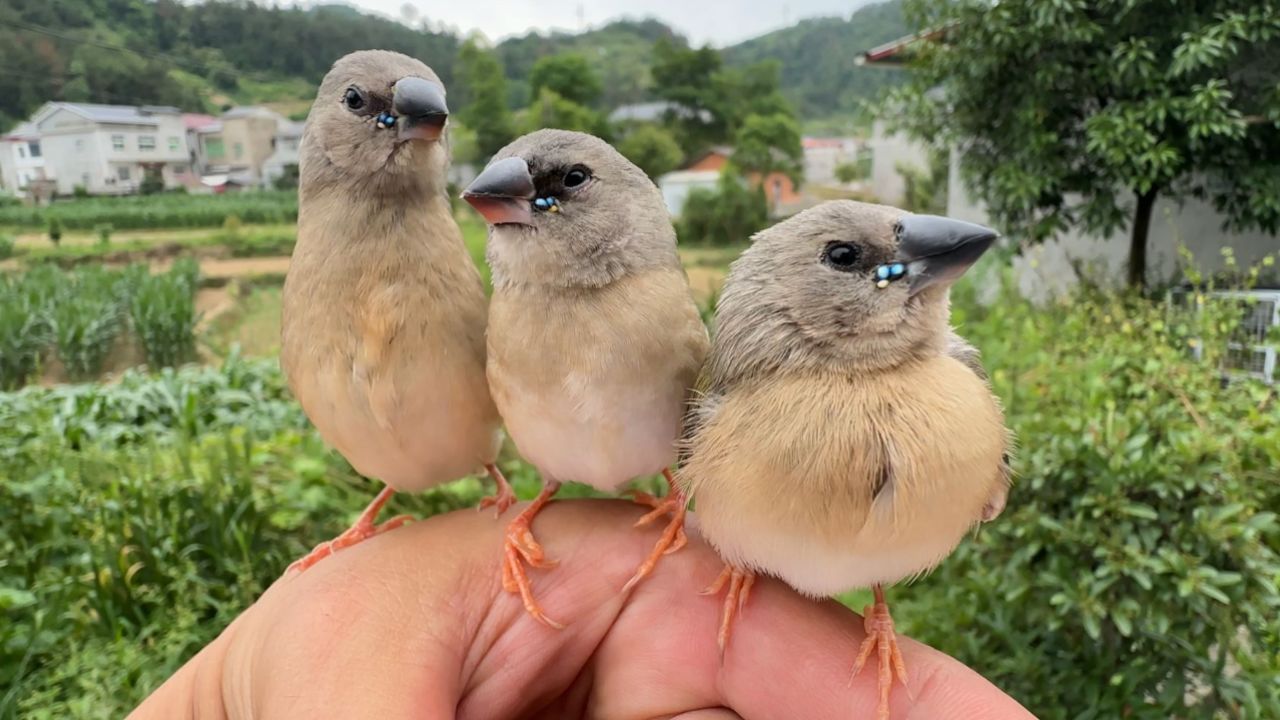 一群小鸟蹦蹦跳跳的跟着我,样子好可爱