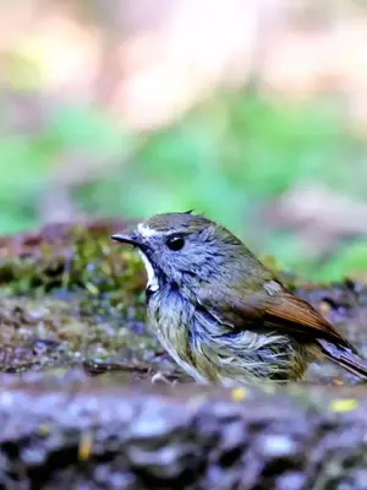 六一儿童节快乐!#白喉姬鹟#野生鸟类摄影