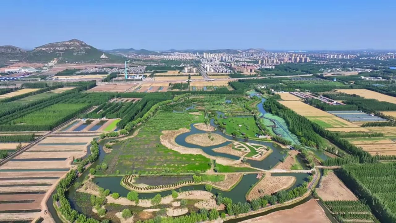 泰安市东平县:绿意盎然稻屯洼 群鸟翩跹舞湿地