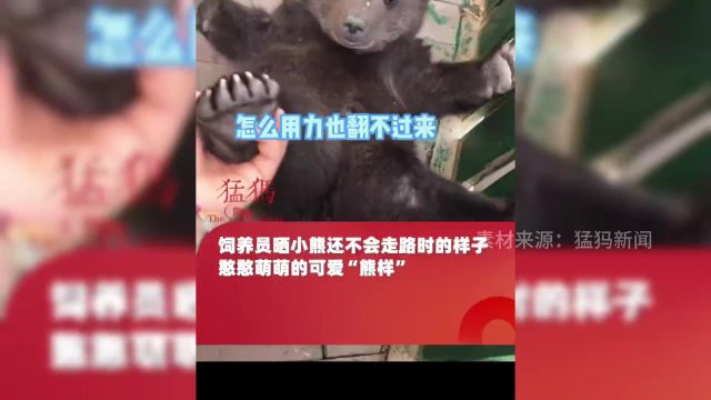 饲养员晒小熊还不会走路时的样子,憨憨萌萌的可爱“熊样”