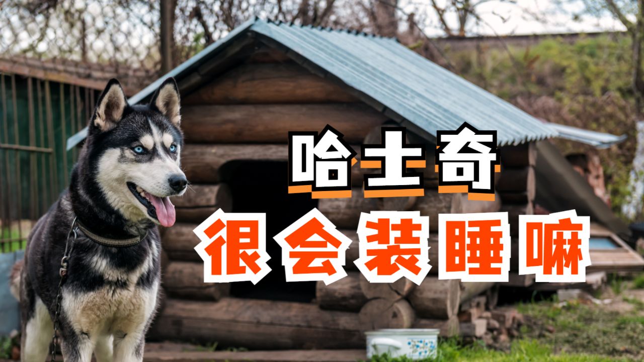 哈士奇什么时候,会装睡呢?