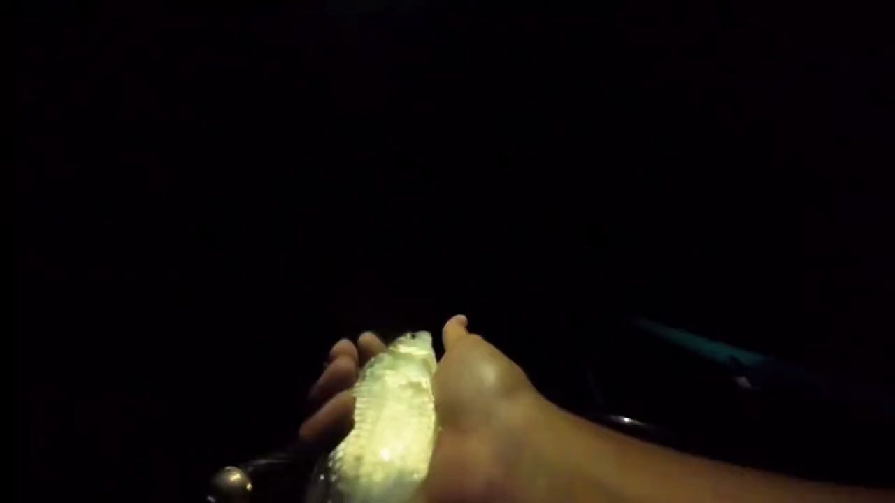 白天钓不到就晚上钓