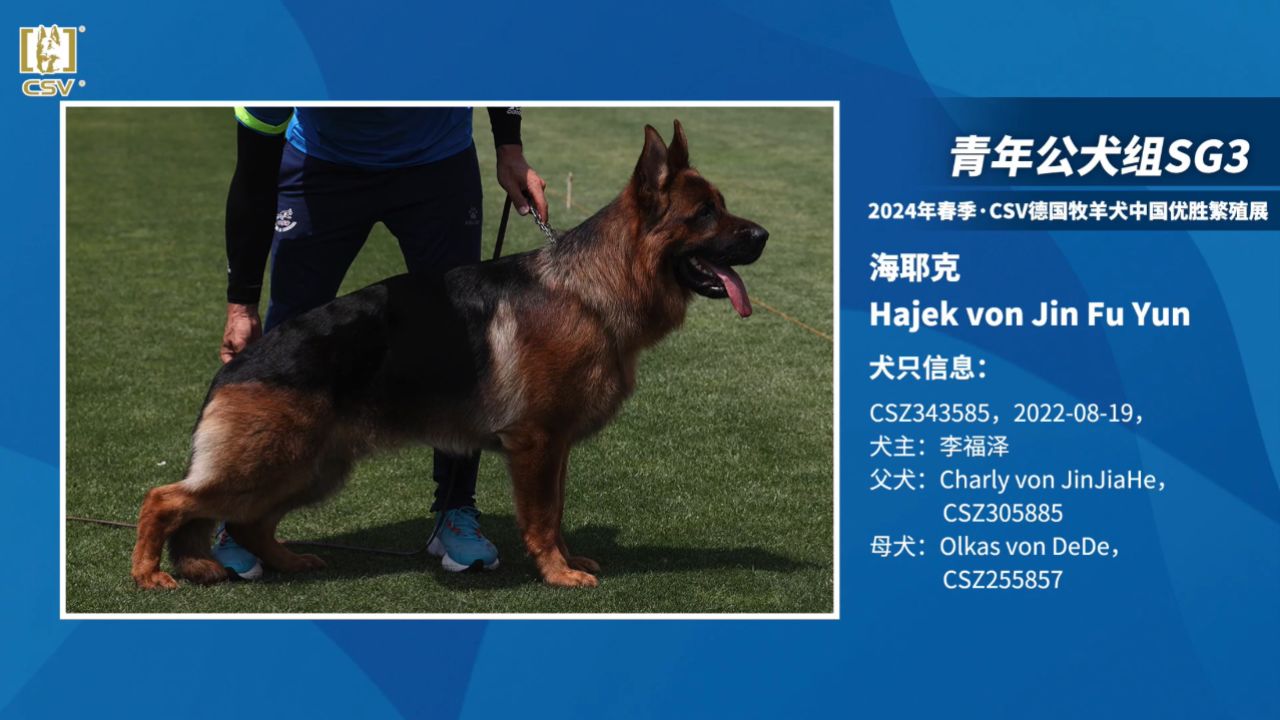 2024年春季·csv德国牧羊犬中国优胜繁殖展青年公犬组sg3犬只讲评
