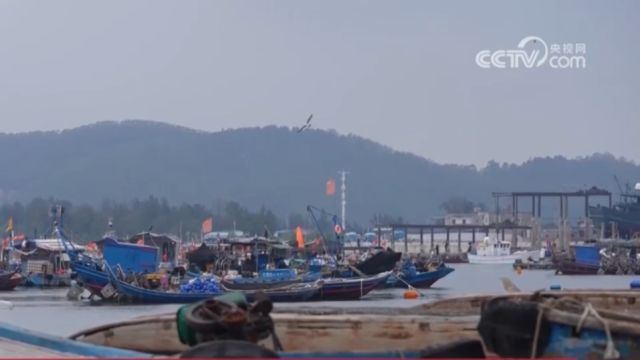 保护野生海马,公益诉讼在行动,非法交易野生海马嫌疑目标藏身何处