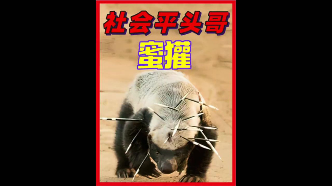 非洲王者社会平头哥,人狠话不多.