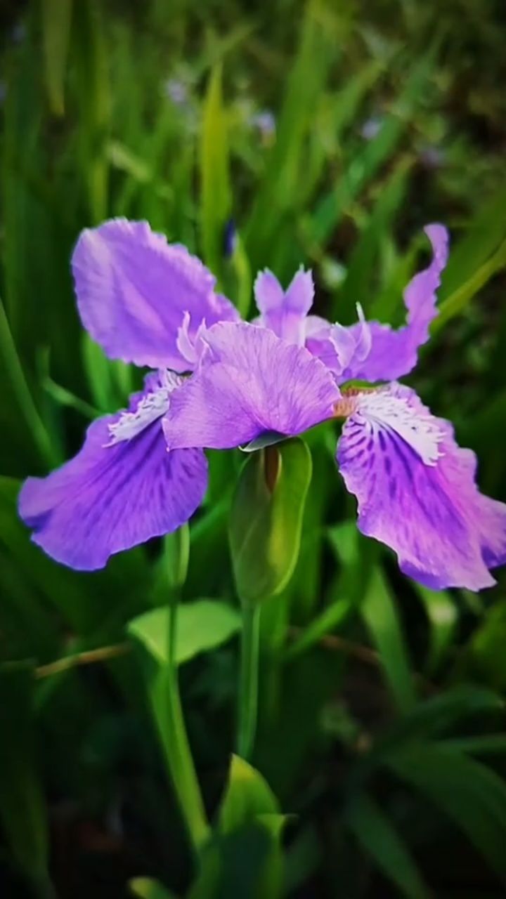 梦中的兰花花