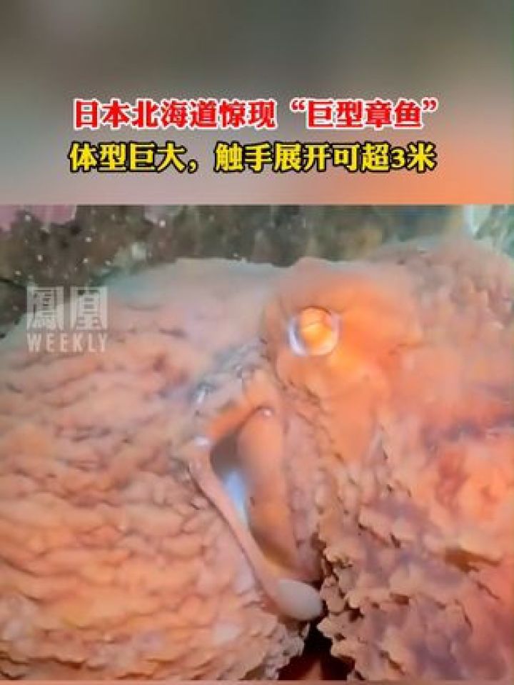 日本北海道惊现巨型章鱼 ,触手展开可超3米