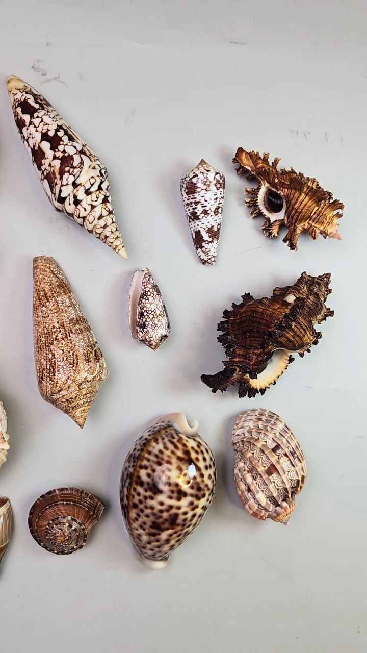 280介绍一批贝壳