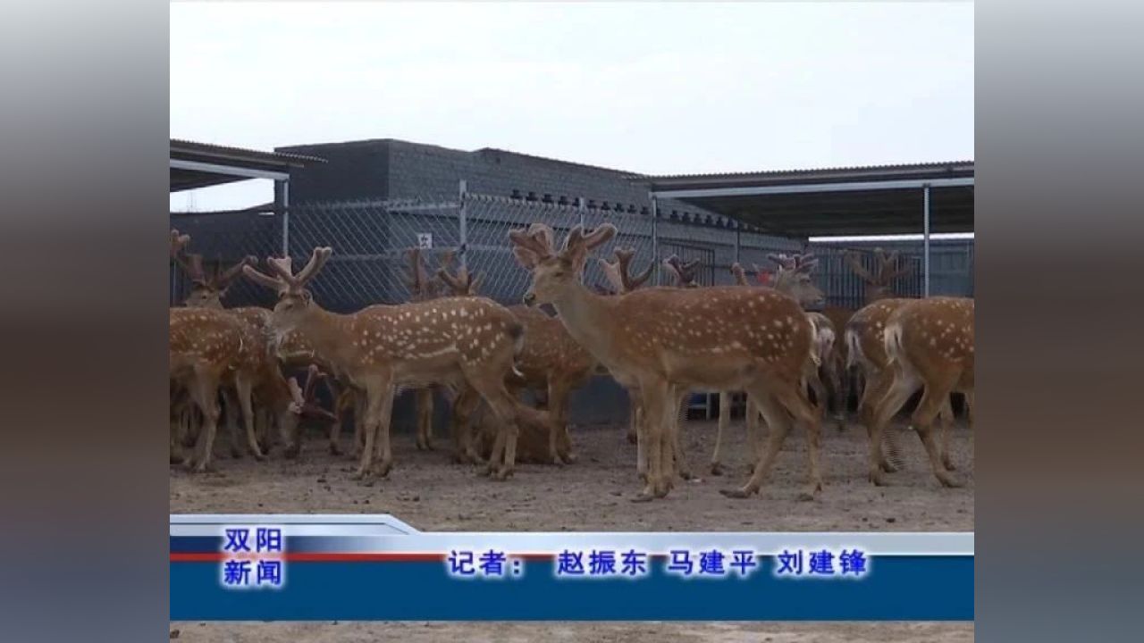 长春市双阳区鹿乡镇鹿乡村集体鹿场鹿茸喜获丰收