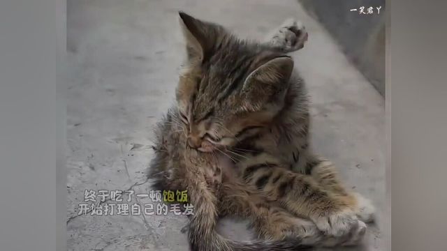 怪异小猫遇到心软的神#流浪猫的故事#阿梨