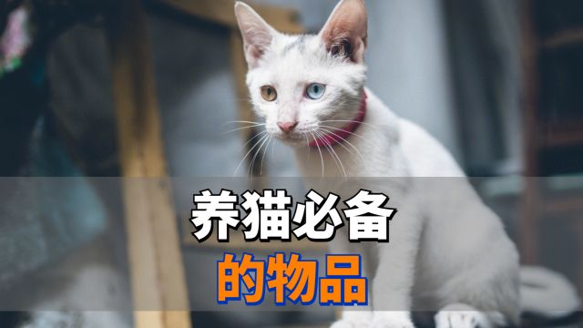 养猫必备的几样物品,新手必看!