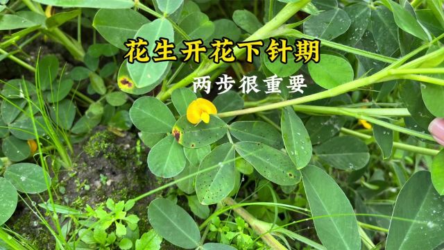 花生开花下针时期,做好这几步很关键,后期结荚一窝窝