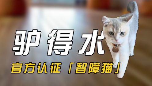 盘点全网最火的10大猫meme原型，快来看看你刷到过哪几个？#搞笑萌宠#搞笑表情#沙雕宠物_高清1080P在线观看平台_腾讯视频