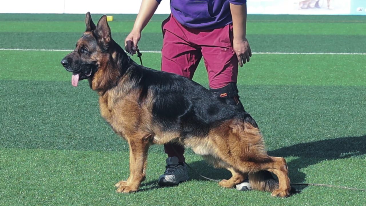 2023年csv德国牧羊犬河南地方展成年公犬组v2犬只讲评