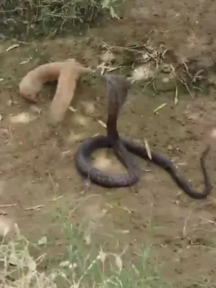 蛇獴大战眼镜蛇 #野生动物零距离