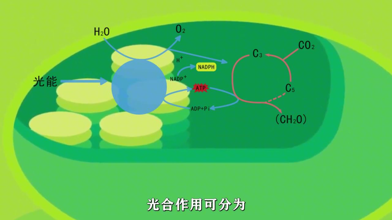 光反应和暗反应#生物#光合作用#一起学习_高清1080P在线观看平台_腾讯视频