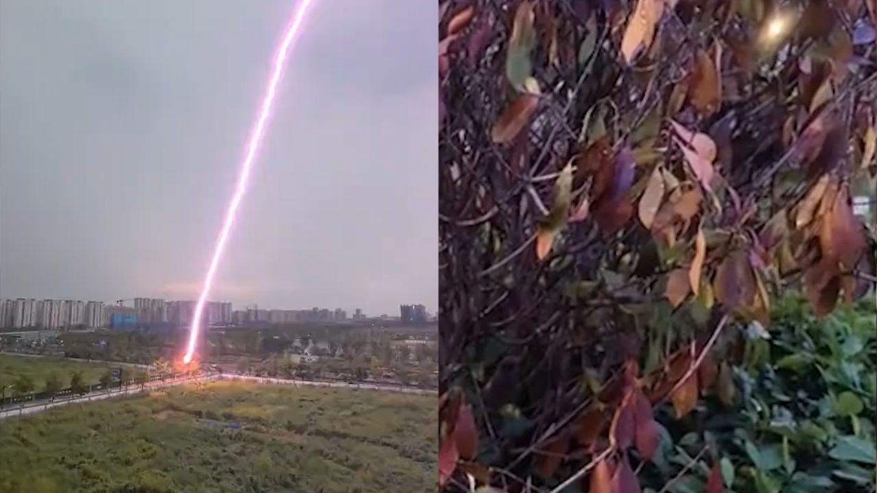 杭州惊现雷击木!刺目霹雳从天而降击中地面,一片树丛被打焦_高清1080P在线观看平台_腾讯视频