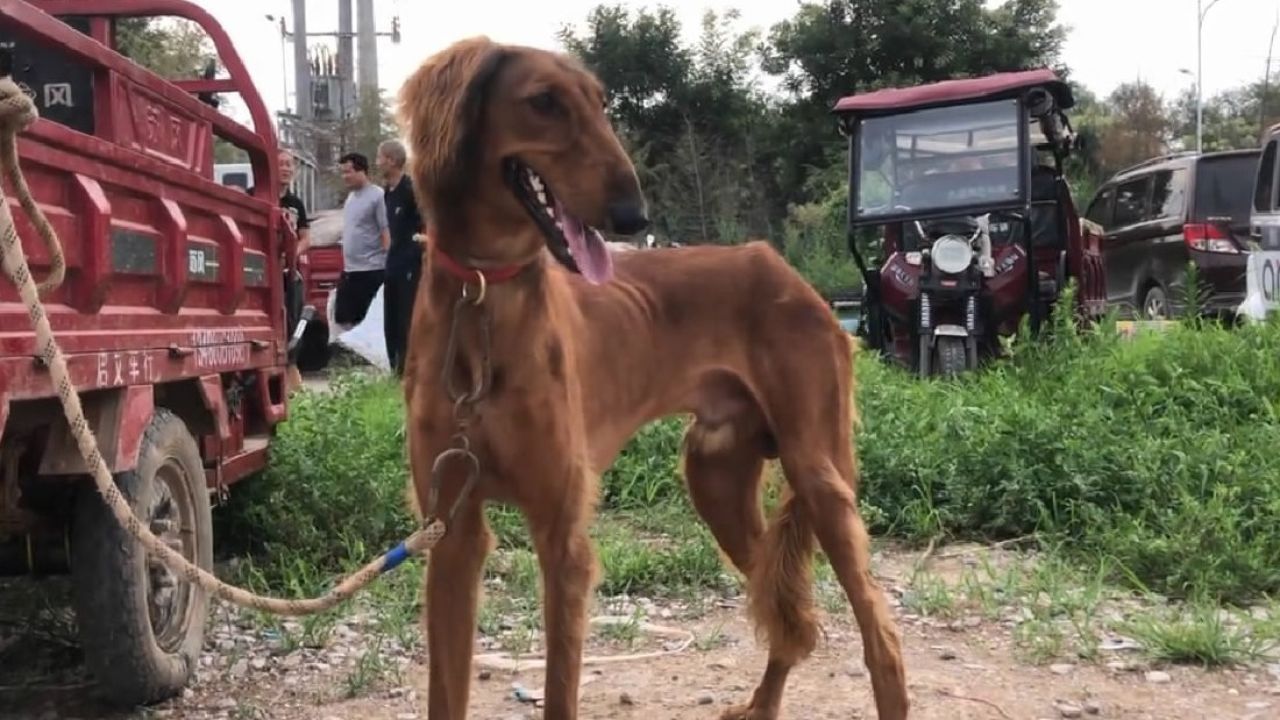 陕细犬最好种母图片图片