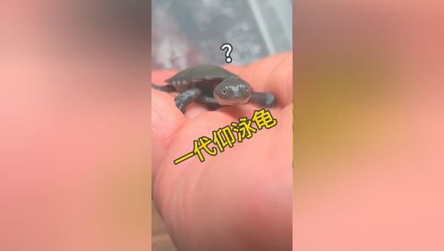 一代仰泳龟_高清1080P在线观看平台_腾讯视频