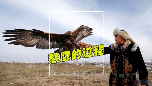 “鹰犬”是如何训练成的?熬鹰也是一场意志力的较量_高清1080P在线观看平台_腾讯视频