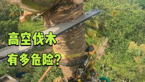 为什么在进行伐木作业时，不把树直接砍断？而是需要工人前往高空_高清1080P在线观看平台_腾讯视频