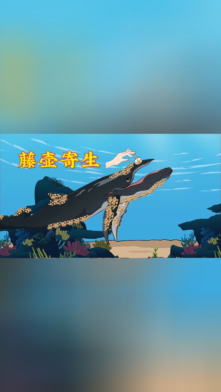 藤壶寄生在鲸鱼身上,使其受尽折磨!