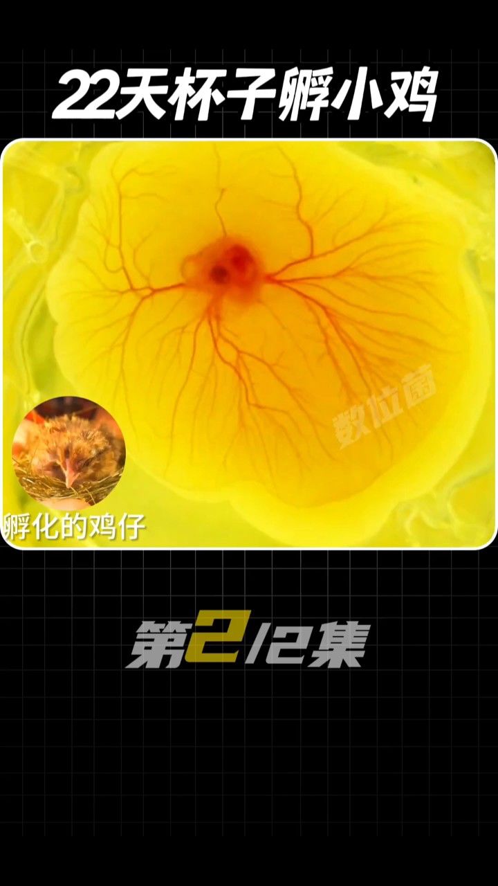 小鸡如何孵化(下)