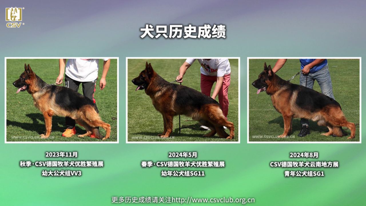 csv德国牧羊犬血统证书图片