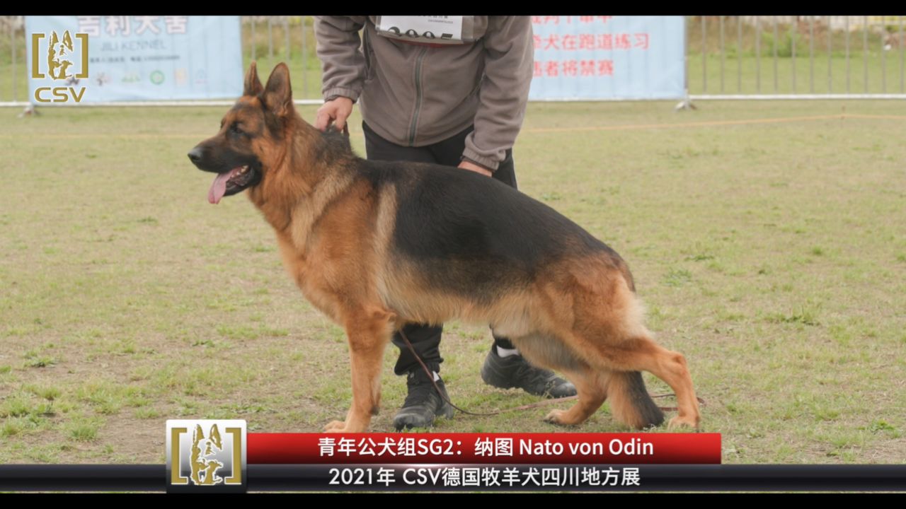 csv德国牧羊犬血统证书图片