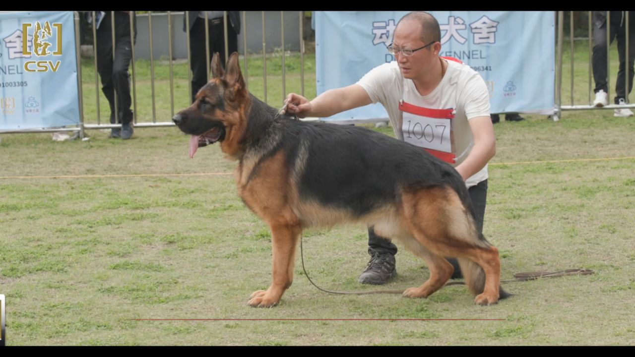 csv德国牧羊犬种公图片