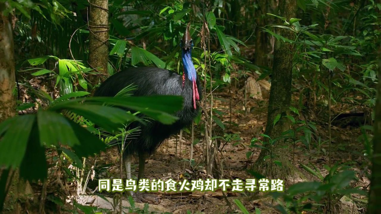 长隆博物志_长隆科普之长隆野生动物世界食火鸡_少儿_动画片大全_腾讯视频