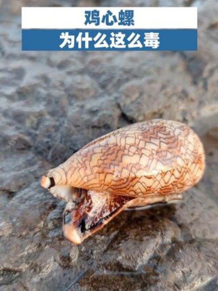 鸡心螺为什么这么毒#鸡心螺