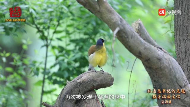 【沿着总书记的足迹探寻江西文化】醉美婺源