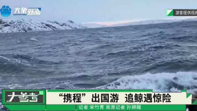 花14000多通过“携程”报团出国游,不料乘船追鲸遇惊险