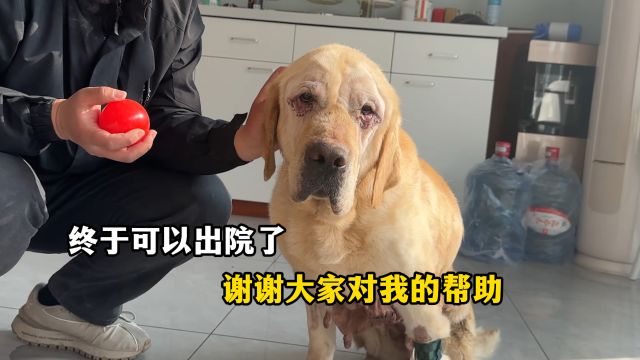 被困在牢笼里的繁殖犬,花费近8000元治疗,如今终于开启新生