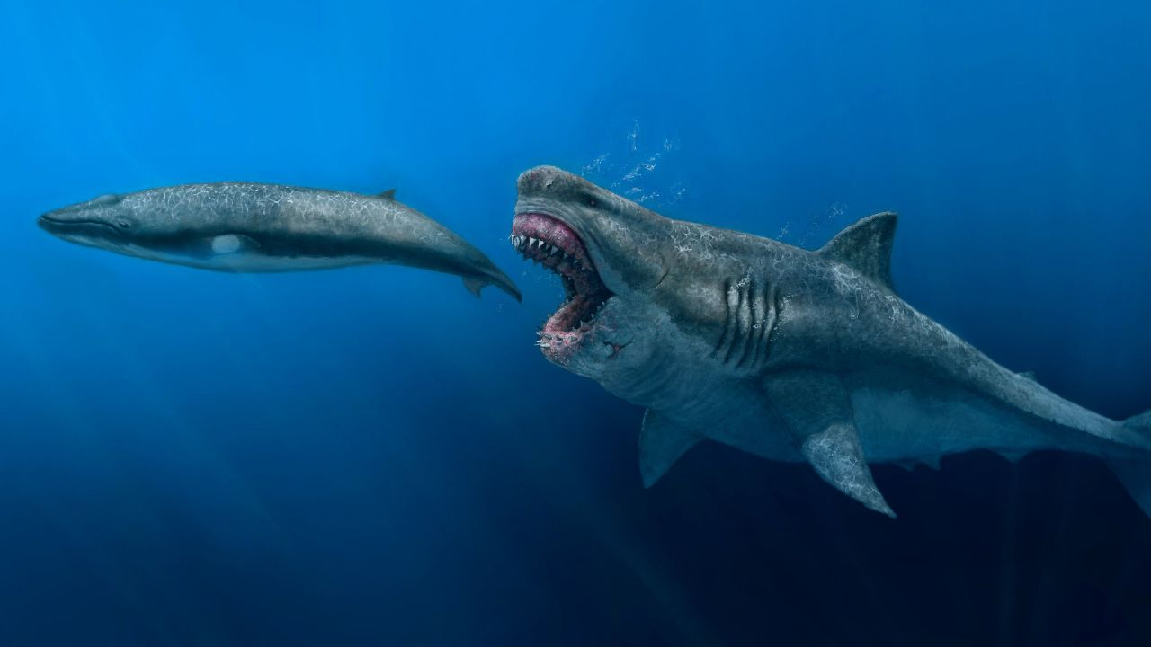 巨齿鲨或比想象的更苗条,它还可能存在吗?大白鲨如何导致其灭绝
