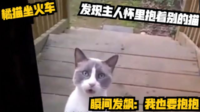 橘猫坐火车,发现主人怀里抱着别的猫,瞬间发飙:我也要抱抱!