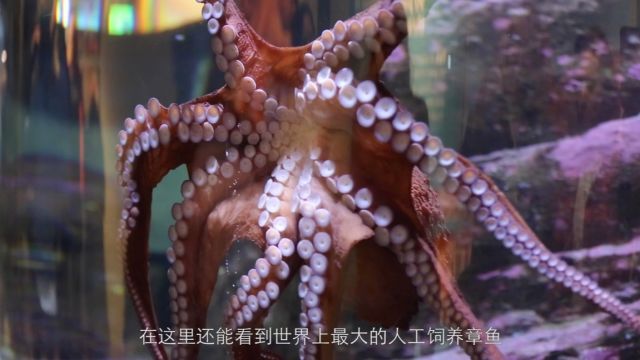 西雅图西雅图水族馆