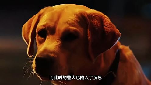 《警花与警犬》：聪明的警犬救下一名婴儿，独自一人把婴儿拉到派出所