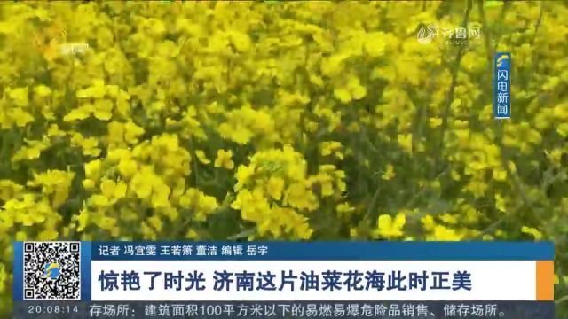 惊艳了时光!济南槐荫区80亩油菜花海金黄灿烂,宛如一幅巨大油画