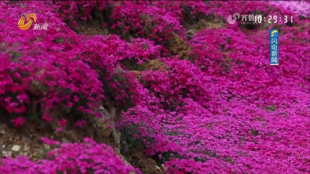 繁花似锦!枣庄万株天蓝绣球花迎来盛花期,吸引游客前来打卡拍照