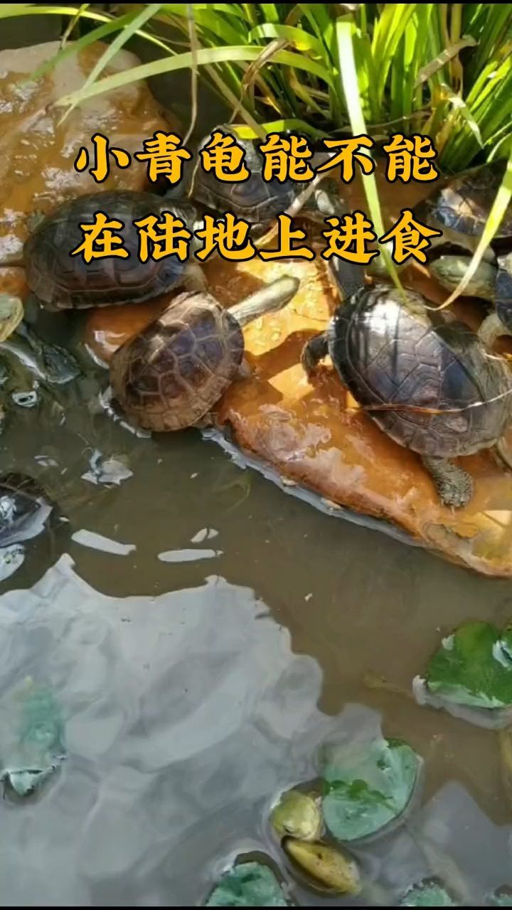 小青龟能不能在陆地上吃食?完全可以#黄喉龟#乌龟#中华草龟#黄缘龟_高清1080P在线观看平台_腾讯视频