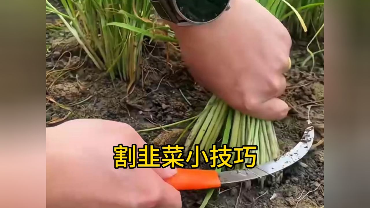 割韭菜只能割不能拔!_高清1080P在线观看平台_腾讯视频