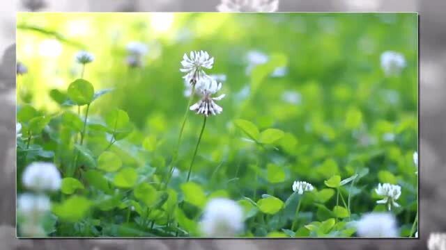 想去踏春,先戴上耳机,聆听优美的《春野》轻音乐