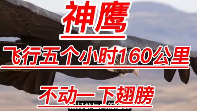 翼展峰巅:飞行5小时160公里不动一下翅膀,安第斯神鹰的壮美画卷