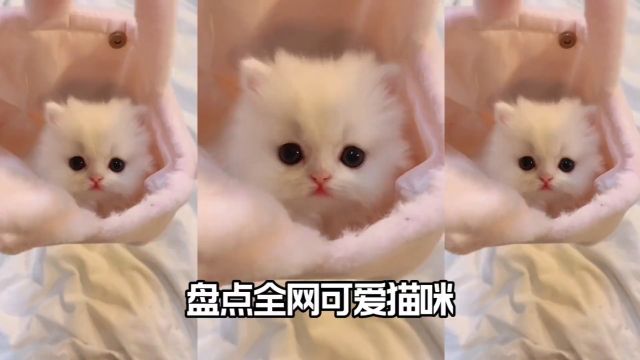 盘点全网最可爱小猫咪#猫咪#可爱萌宠 #喵星人#动物搞笑视频 #动物世界