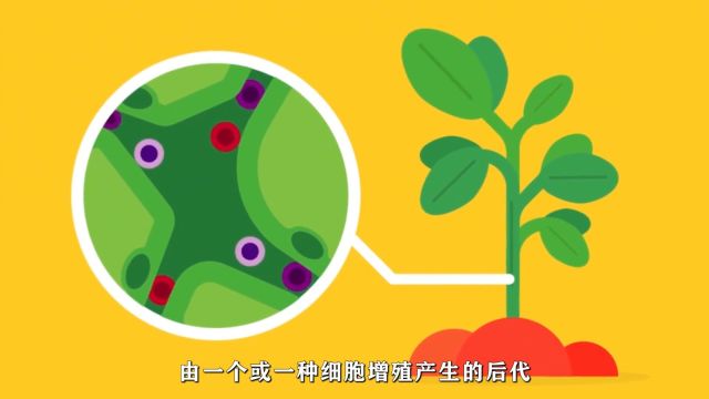 细胞分化:生物个体发育的基础