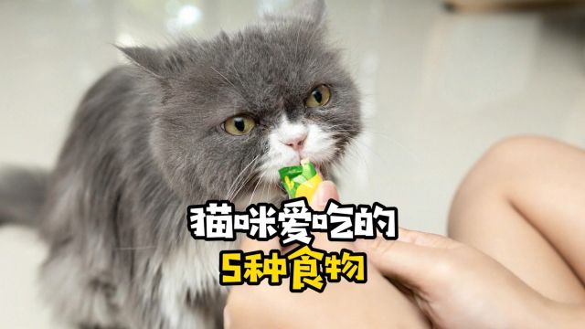 猫咪爱吃的5种食物,高冷的猫咪也难抵诱惑